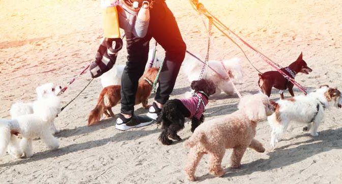 A teenager walking 9 dogs on a beach to earn money